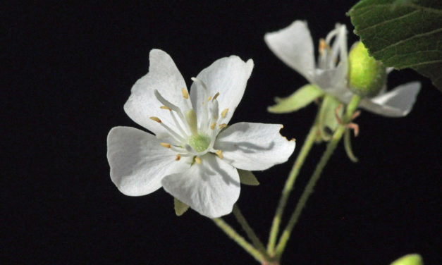 Dombeya autumnalis