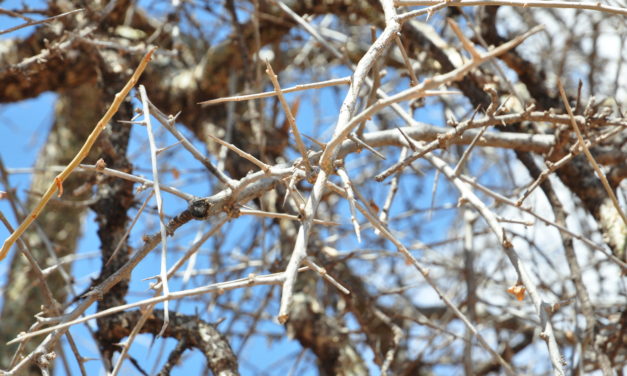 Commiphora viminea