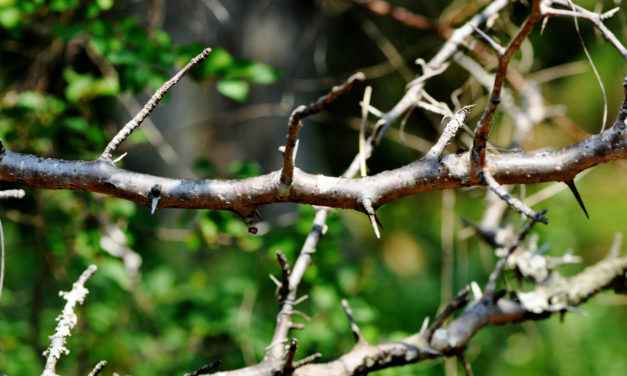 Commiphora ugogensis