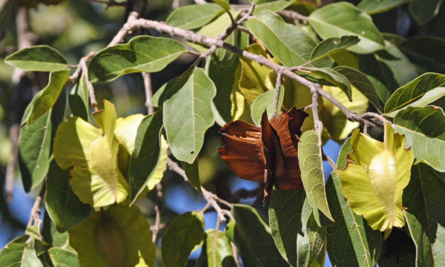 Combretum zeyheri