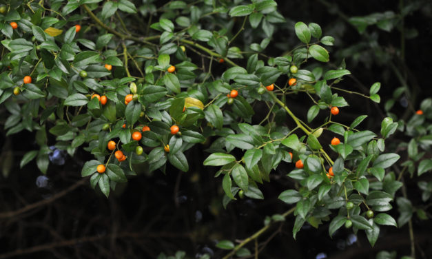 Cassinopsis ilicifolia