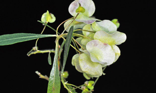 Dodonaea viscosa