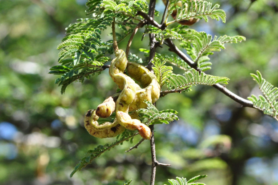 Dichrostachys cinerea | Tree SA