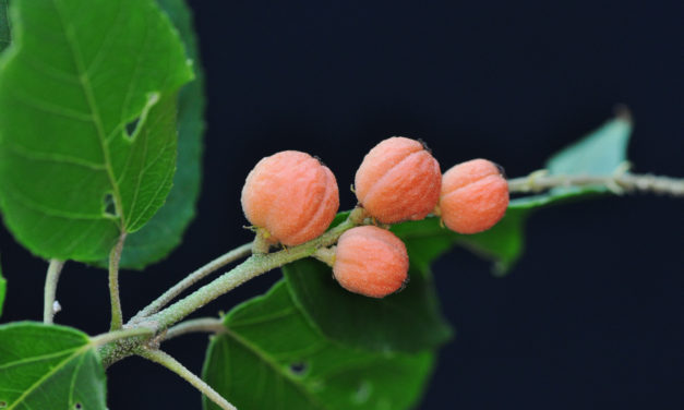 Croton sylvaticus