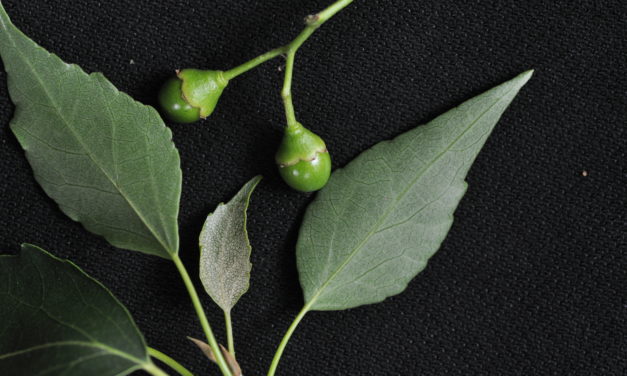 Cordia caffra