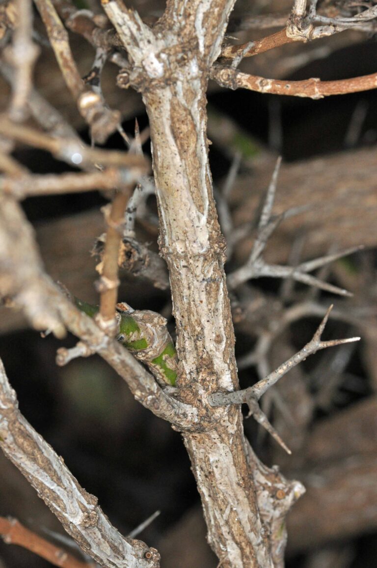 Carissa macrocarpa | Tree SA