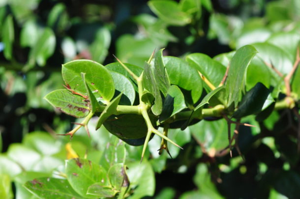 Carissa macrocarpa | Tree SA