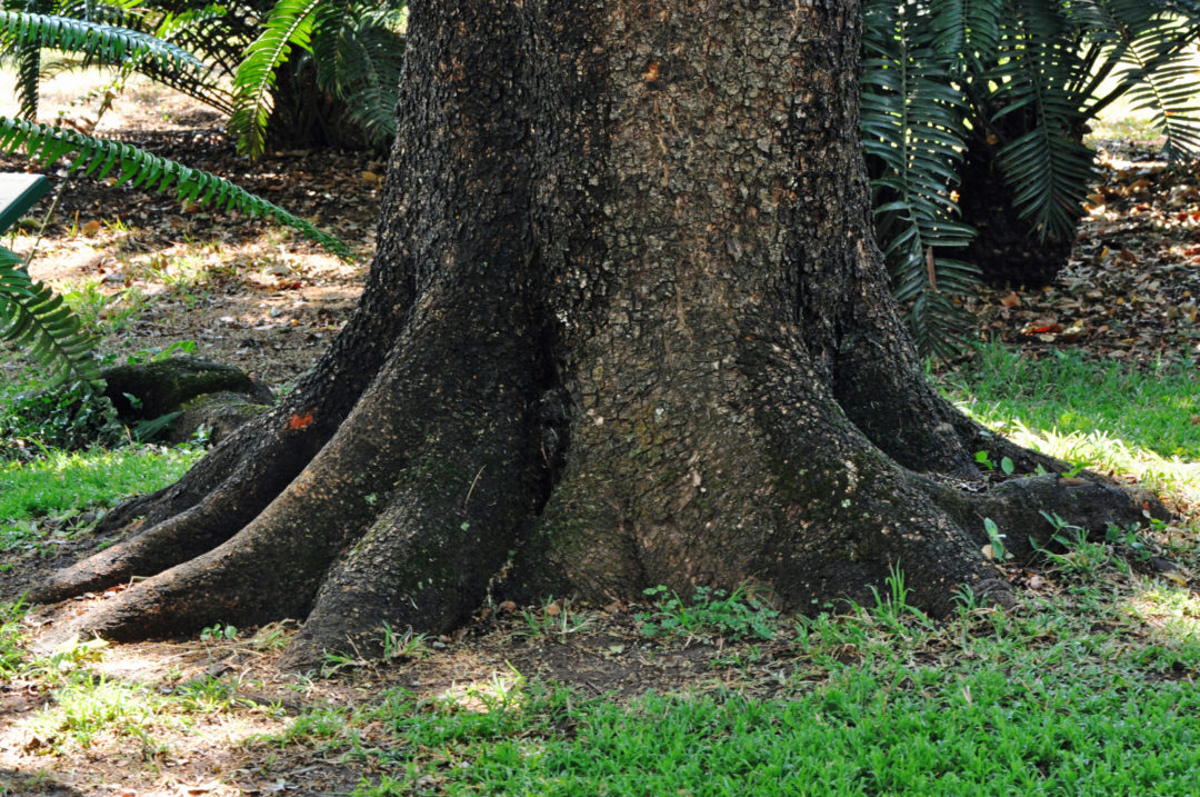 Ekebergia capensis | Tree SA