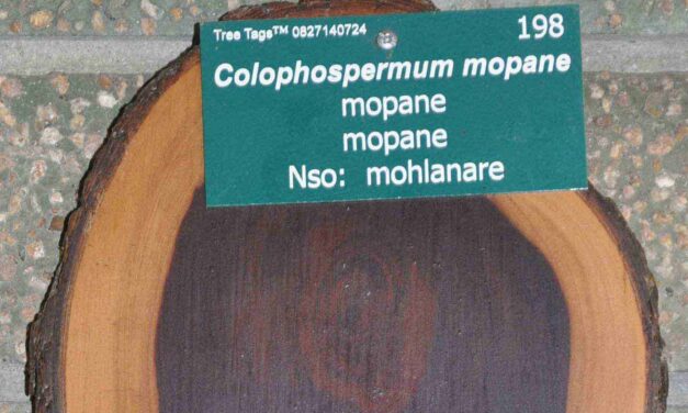 Colophospermum mopane