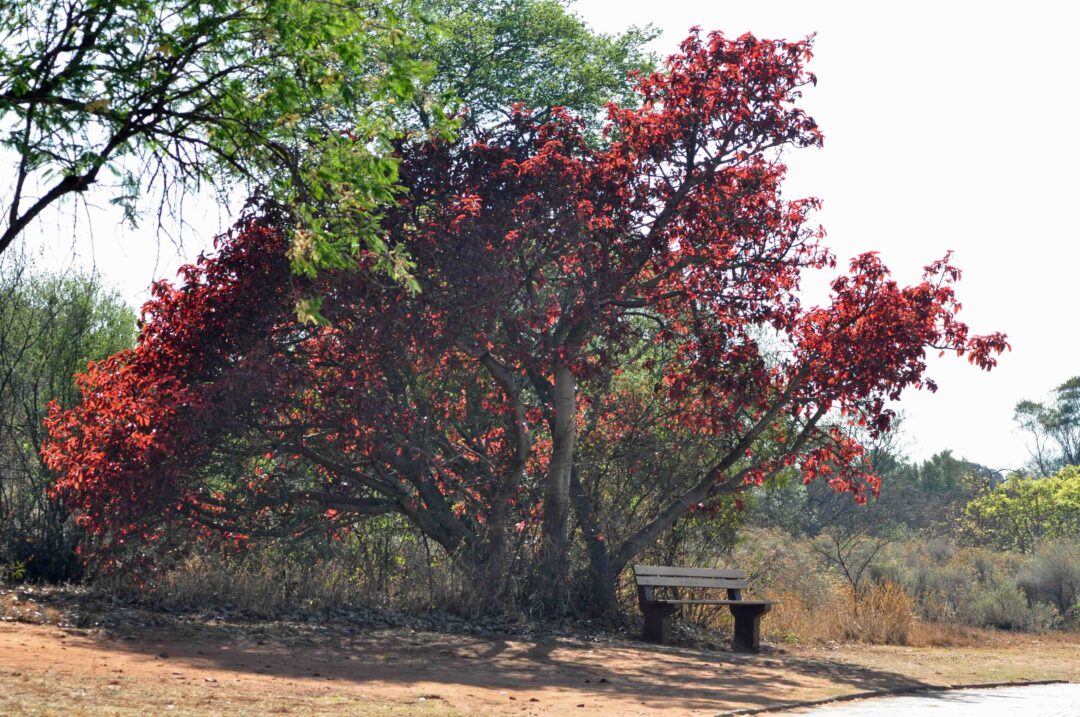 Ficus ingens | Tree SA