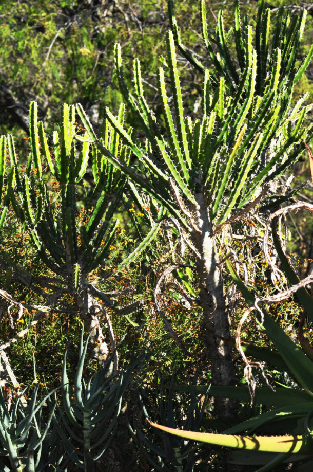 Euphorbia tetragona | Tree SA