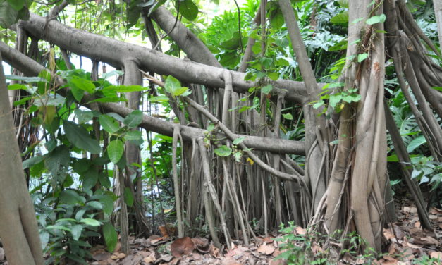 Ficus trichopoda