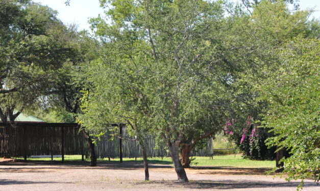 Elaeodendron transvaalense