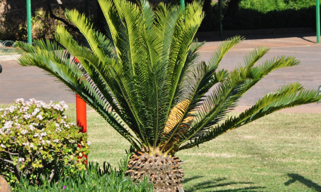 Encephalartos lebomboensis