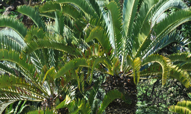 Encephalartos longifolius