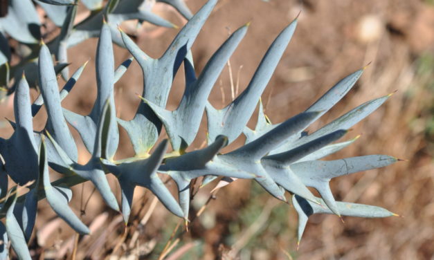 Encephalartos horridus