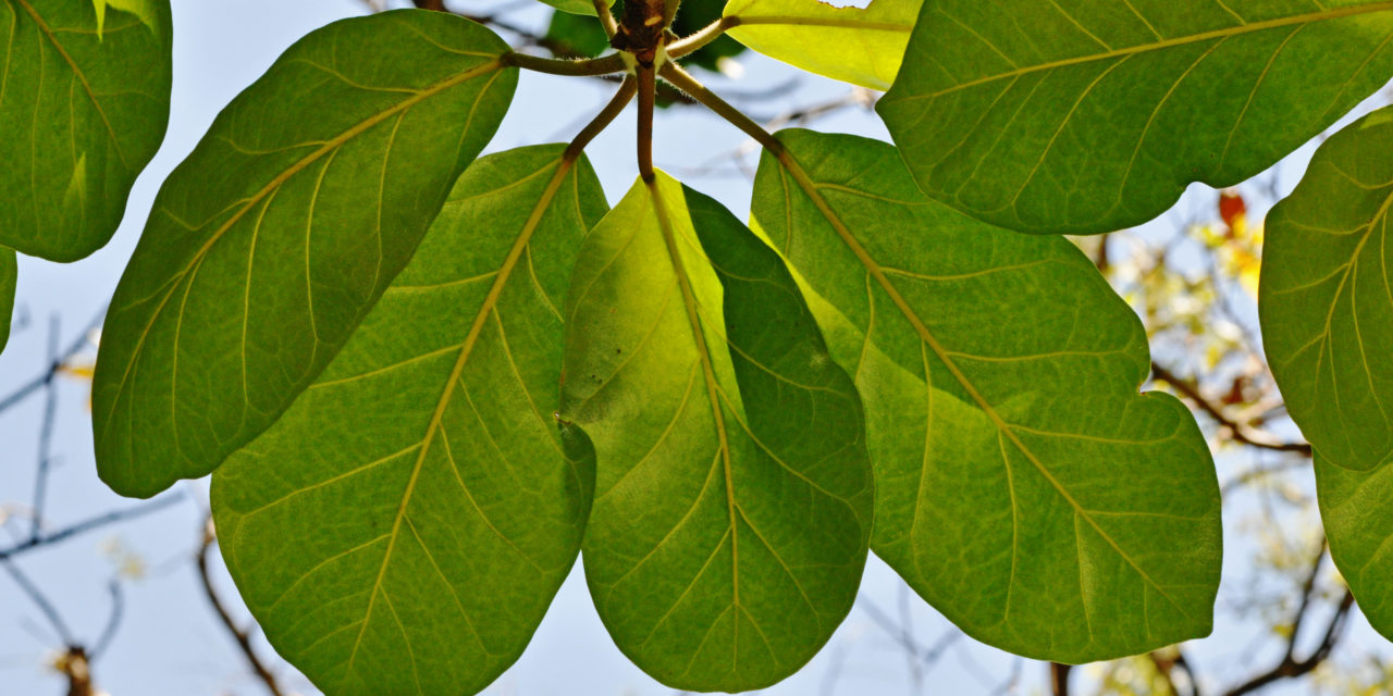 Ficus lutea | Tree SA