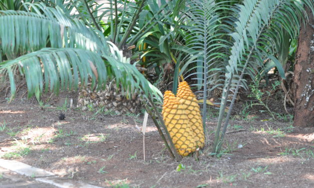Encephalartos villosus