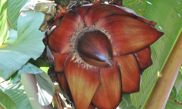 Ensete ventricosum