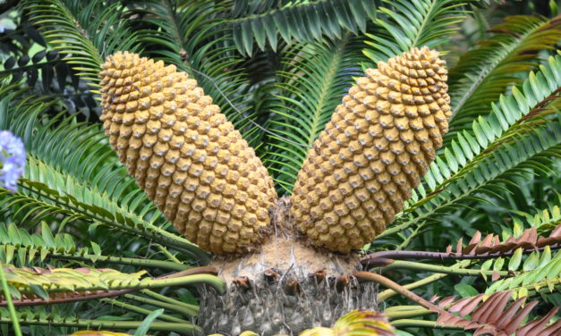 Encephalartos natalensis