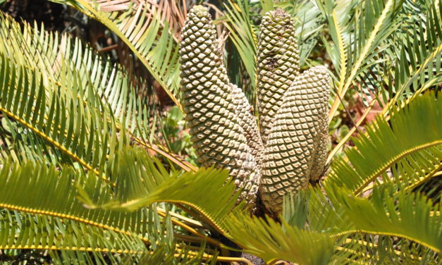 Encephalartos laevifolius