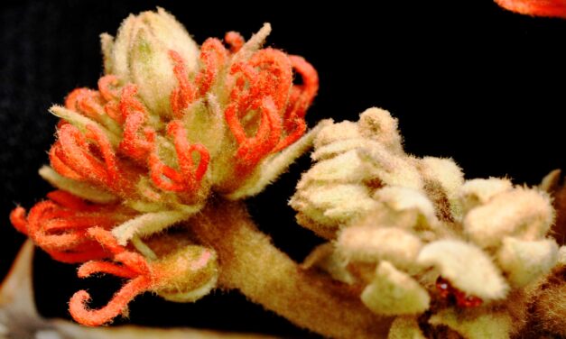 Erythrina abyssinica