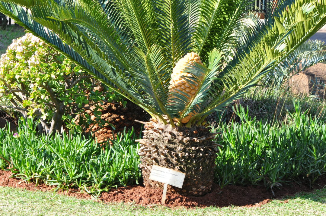 Encephalartos lebomboensis | Tree SA