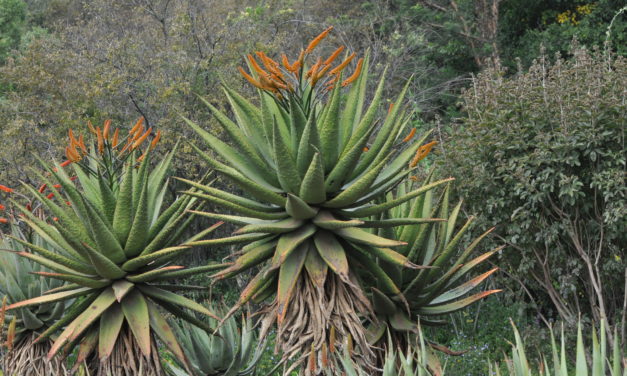 Aloe marlothii