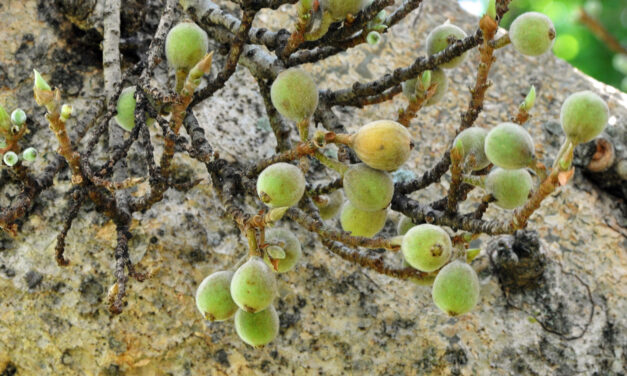 Ficus sycomorus