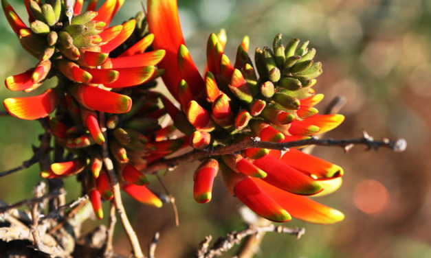 Erythrina acanthocarpa