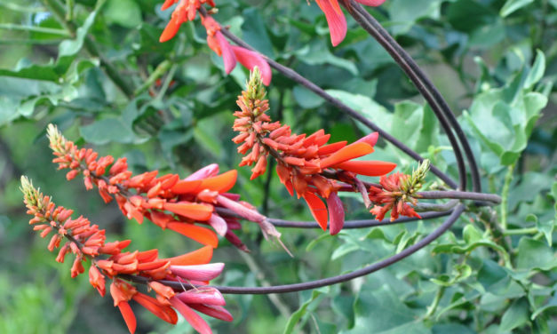 Erythrina humeana