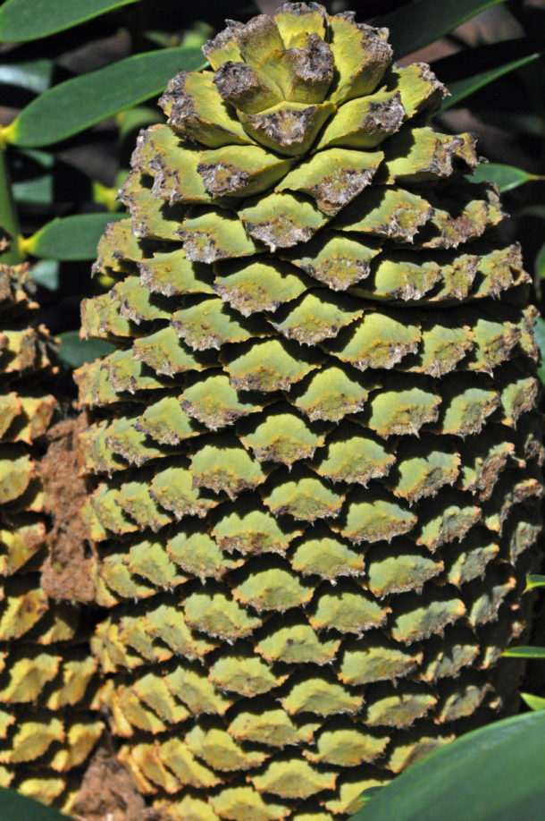 Encephalartos lebomboensis | Tree SA