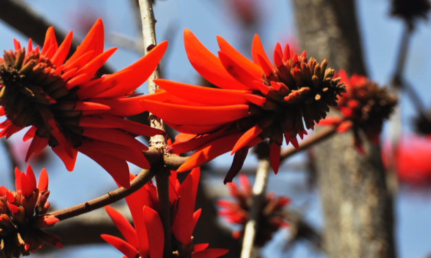 Erythrina lysistemon