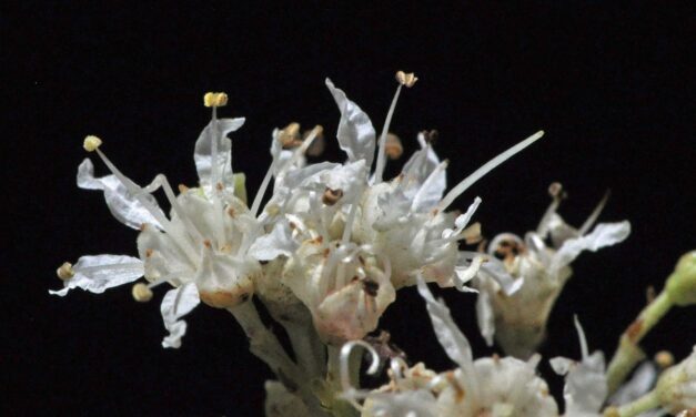 Galpinia transvaalica