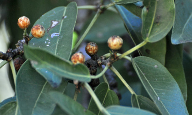 Ficus cordata