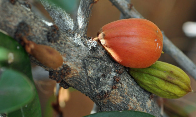 Englerophytum magalismontanum