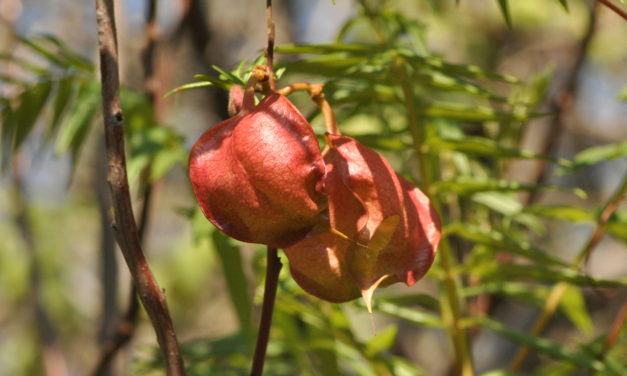 Erythrophysa transvaalensis