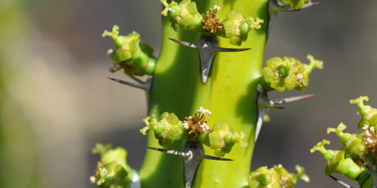 Euphorbia tetragona