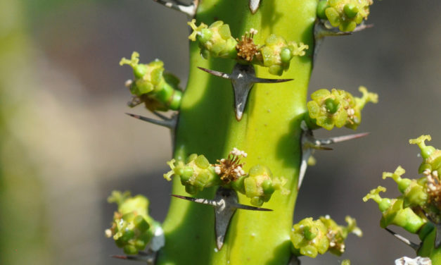 Euphorbia tetragona