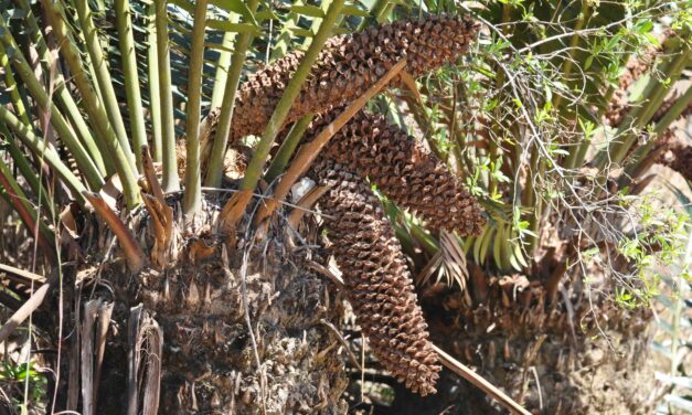 Encephalartos transvenosus