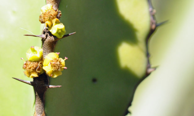 Euphorbia confinalis