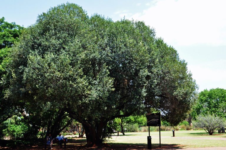 Olea europaea subsp. africana | Tree SA