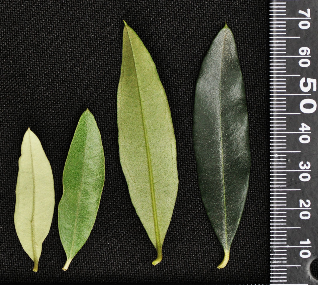Olea europaea subsp. africana | Tree SA