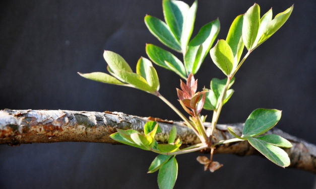 Heteromorpha arborescens