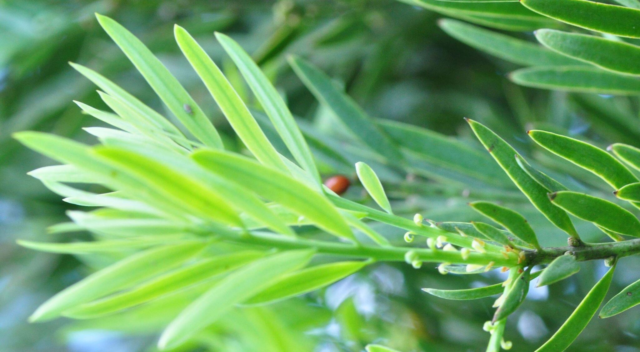 Afrocarpus falcatus | Tree SA