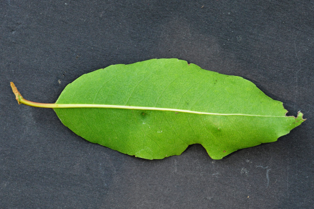 Prunus africana Tree SA