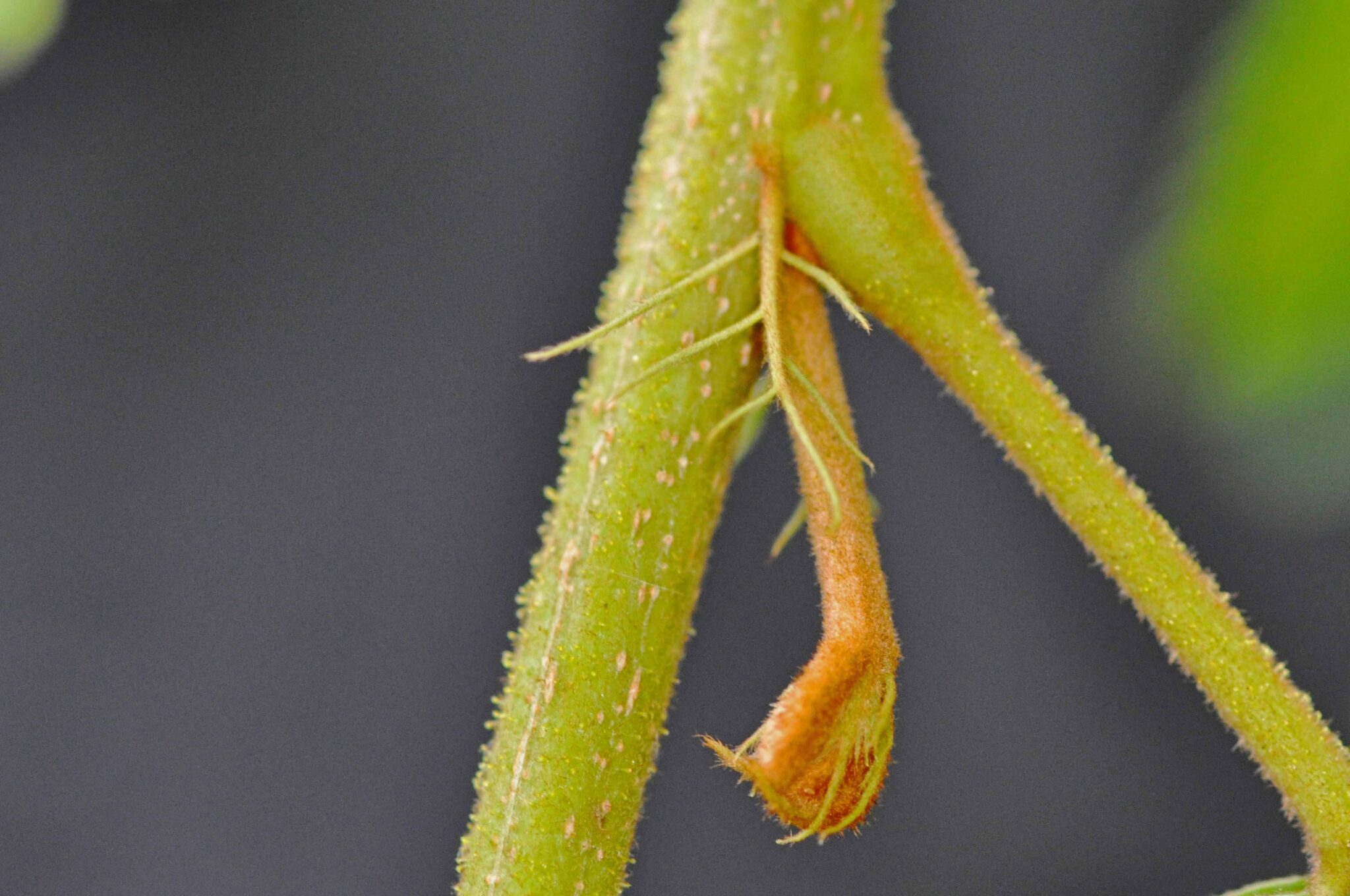 Peltophorum africanum | Tree SA