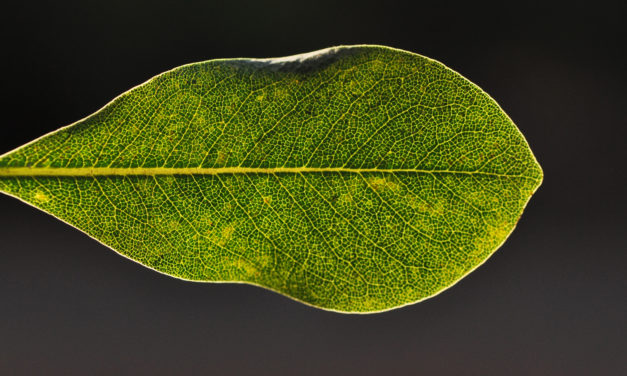 Pittosporum viridiflorum