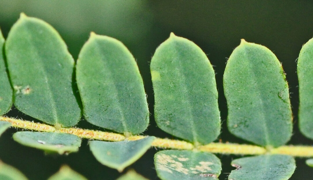 Peltophorum africanum | Tree SA