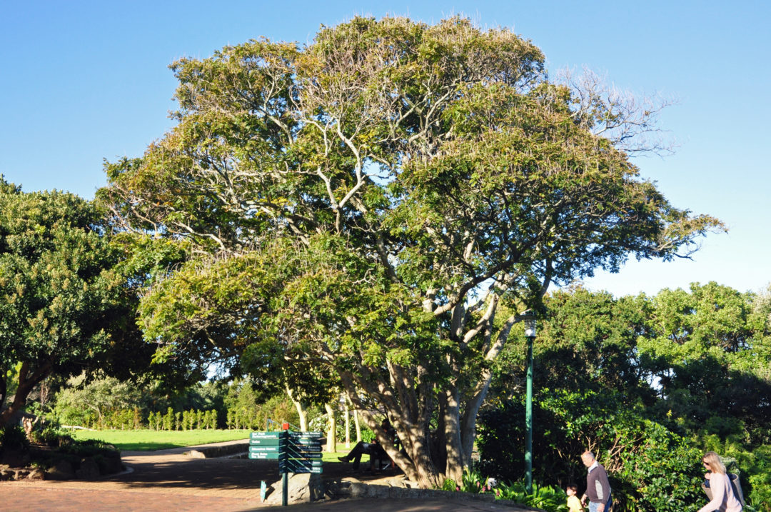 Millettia grandis | Tree SA